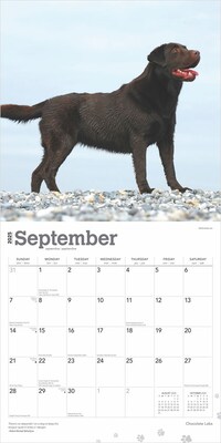 2025 BrownTrout Chocolate Labrador Retrievers 12" x 12" Monthly Square Wall Calendar (9781975477356)