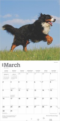 2025 BrownTrout Bernese Mountain Dogs 12" x 12" Monthly Wall Calendar (9781975476625)