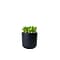 Desk Plants Jade Plant in a Black Large Wilson pot (JPLWB)