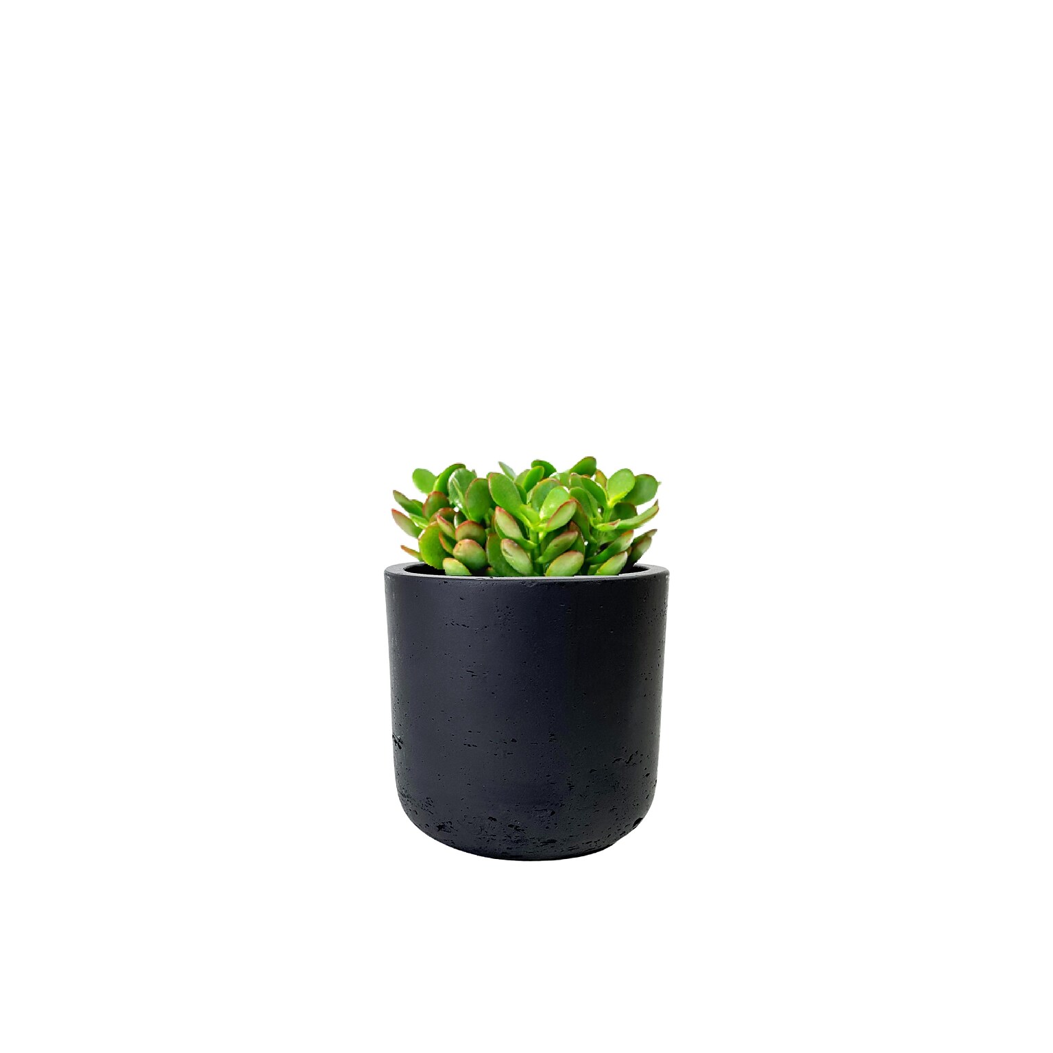 Desk Plants Jade Plant in a Black Large Wilson pot (JPLWB)