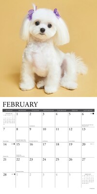 2027 Willow Creek Maltese 12" x 12" Monthly Wall Calendar, Assorted Colors (61152)