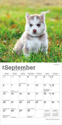 2026 BrownTrout Siberian Husky Puppies 7" x 7" Monthly Wall Calendar (9798330705597)
