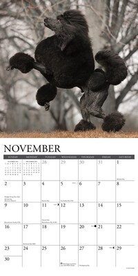 2025 Willow Creek Just Poodles 12" x 12" Monthly Wall Calendar (44520)