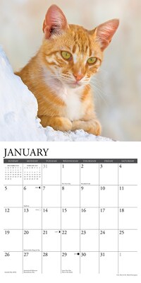 2025 Willow Creek Just Ginger Cats 12" x 12" Monthly Wall Calendar (43059)