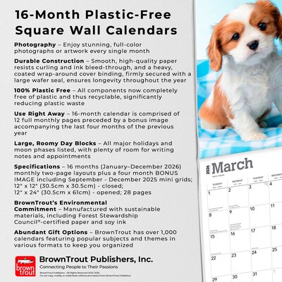 2026 BrownTrout Cavalier King Charles Spaniel Puppies 12" x 12" Monthly Wall Calendar (9798330702817)