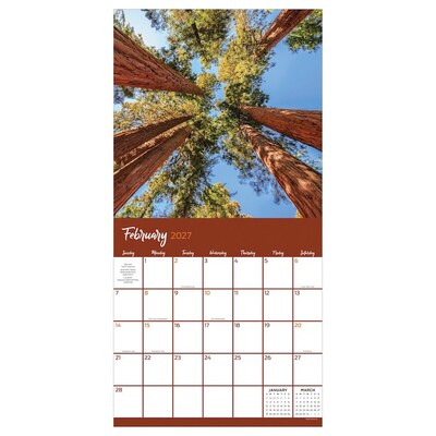 2027 TF Publishing Trees 10" x 12" Monthly Wall Calendar, Multicolored (27-1029)
