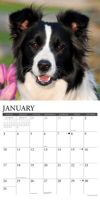2027 Willow Creek Border Collies 12" x 12" Monthly Wall Calendar, Assorted Colors (59289)