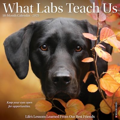 2025 Willow Creek What Labs Teach Us 12 x 12 Monthly Wall Calendar (45404)
