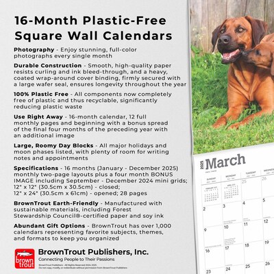 2025 BrownTrout Rhodesian Ridgebacks 12" x 24" Monthly Square Wall Calendar, (9781975477622)