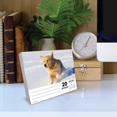 2027 Willow Creek Goldens 5.4" x 6.2" Day-to-Day Calendar (63491)