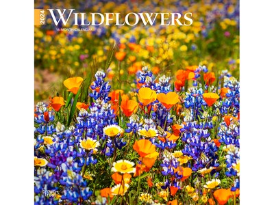 2024 BrownTrout Wildflowers 12 x 12 Monthly Wall Calendar (9781975465766)