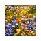 2024 BrownTrout Wildflowers 12 x 12 Monthly Wall Calendar (9781975465766)