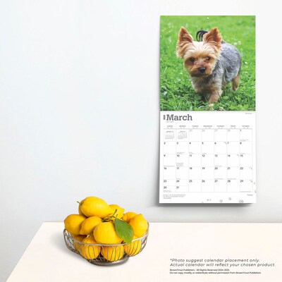 2025 BrownTrout Yorkshire Terriers 12" x 12" Monthly Wall Calendar (9781975478001)