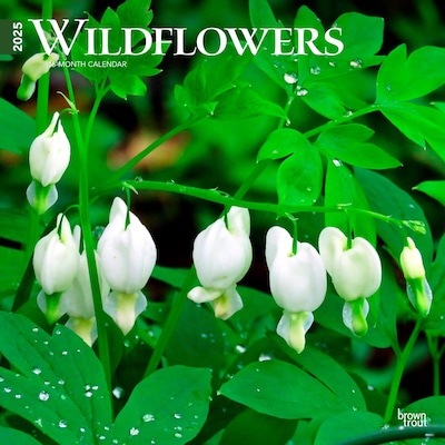 2025 BrownTrout Wildflowers 12 x 12 Monthly  Wall Calendar (9781975475949)