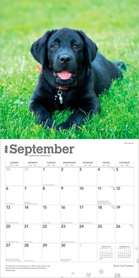 2026 BrownTrout Black Labrador Retriever Puppies 12" x 12" Monthly Wall Calendar (9798330704194)