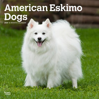 2025 BrownTrout American Eskimo Dogs 12 x 24 Monthly Square Wall Calendar (9781975476496)