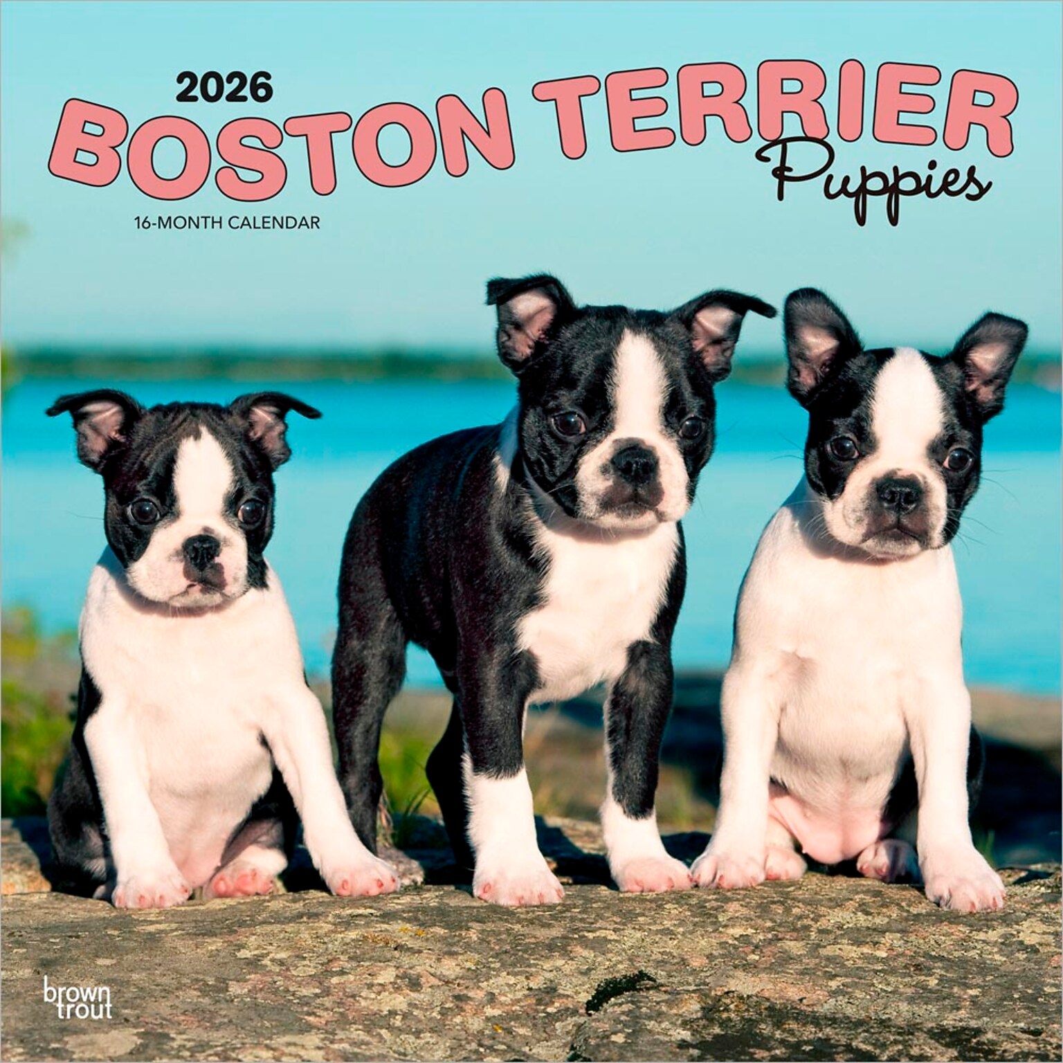 2026 BrownTrout Boston Terrier Puppies 12 x 12 Monthly Wall Calendar (9798330702596)