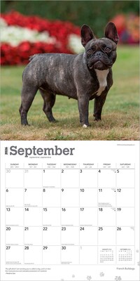 2026 BrownTrout French Bulldogs 12" x 12" Monthly Wall Calendar (9798330703302)