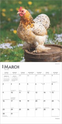 2025 BrownTrout Chickens 12" x 24" Monthly Square Wall Calendar, (9781975476830)