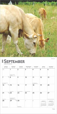 2025 BrownTrout Cows 12" x 12" Monthly  Wall Calendar (9781975476892)
