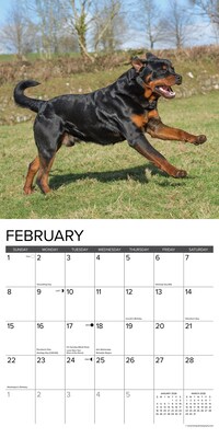 2026 Willow Creek Rottweilers 12" x 12" Monthly Wall Calendar (52617)