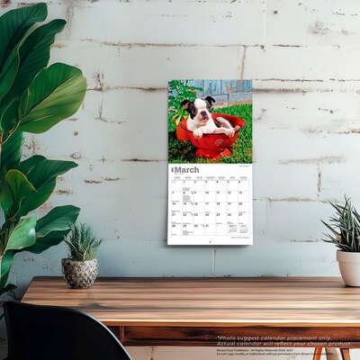 2027 BrownTrout Boston Terrier Puppies 7" x 7" Monthly Wall Calendar, Assorted Colors (9798330709939)