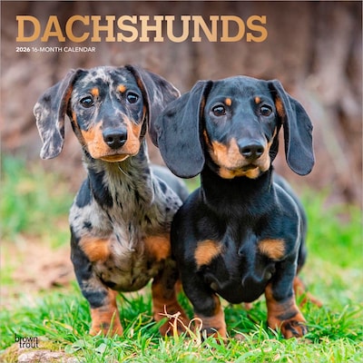 2026 BrownTrout Dachshunds 12 x 12 Monthly Wall Calendar (9798330703128)
