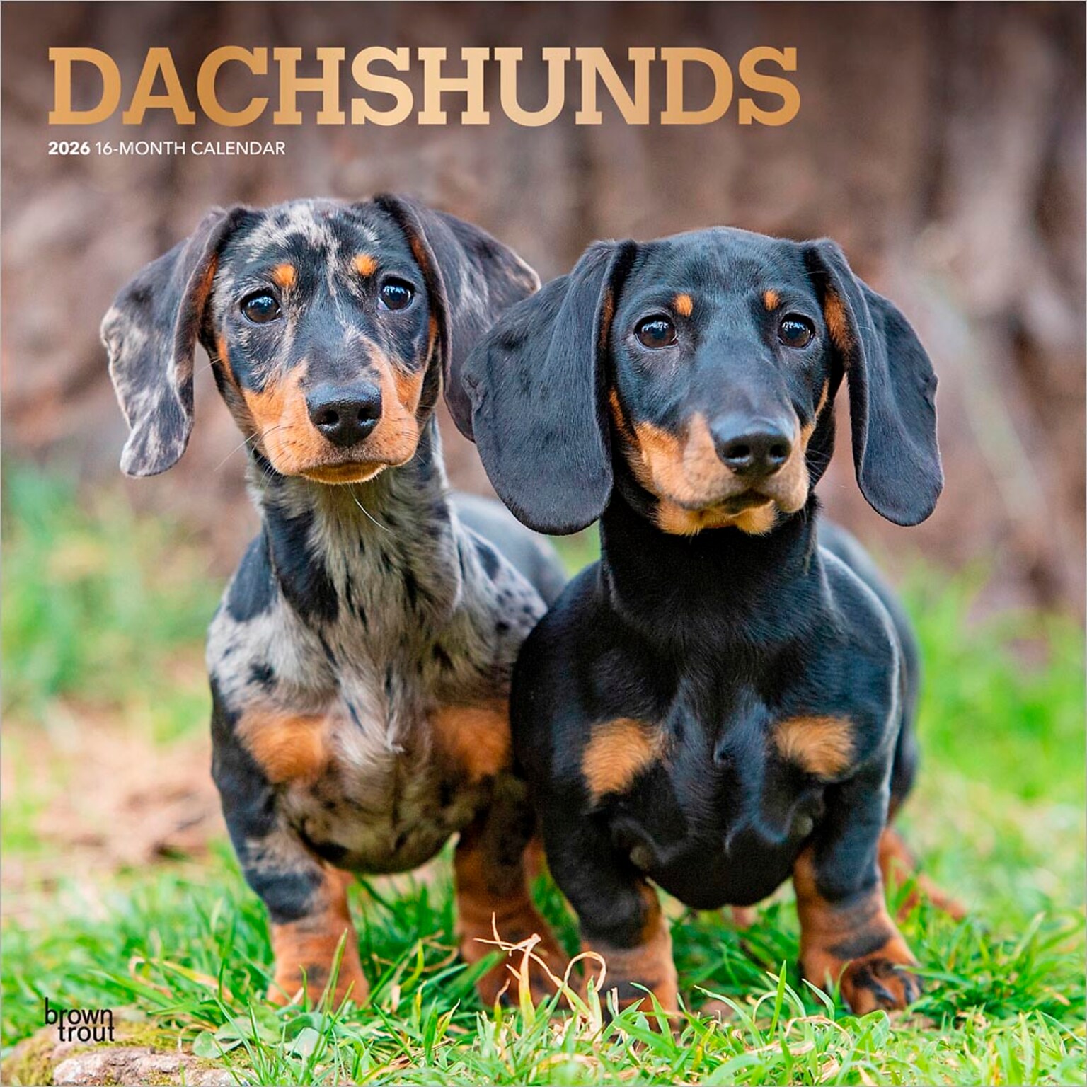2026 BrownTrout Dachshunds 12 x 12 Monthly Wall Calendar (9798330703128)