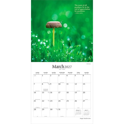 2027 BrownTrout Magic Mushrooms 12" x 12" Monthly Wall Calendar (9798330714025)