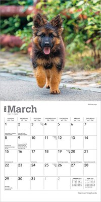 2026 BrownTrout German Shepherds 7" x 7" Monthly Wall Calendar (9798330707690)