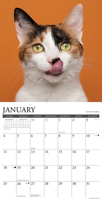 2026 Willow Creek What Cats Teach Us 12" x 12" Monthly Wall Calendar (53157)