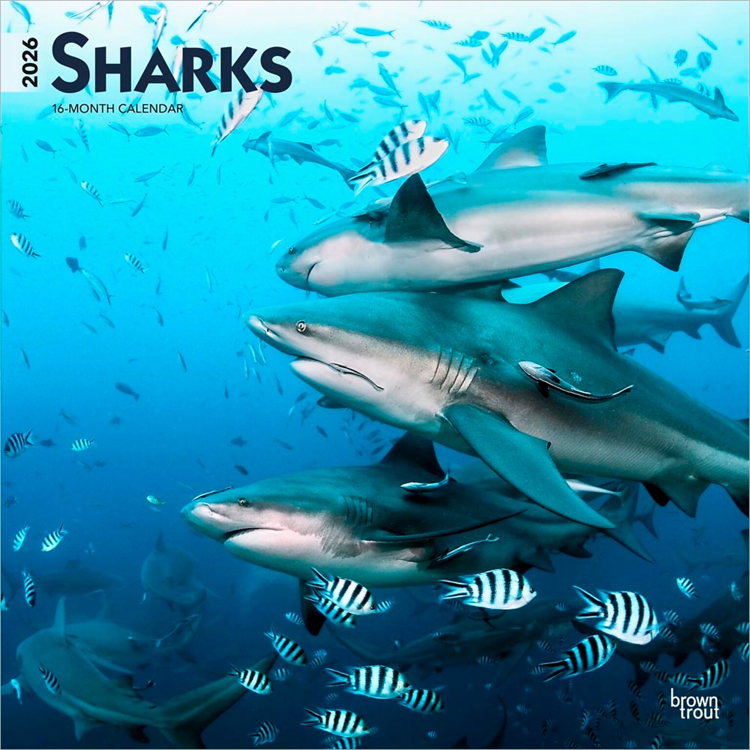 2026 BrownTrout Sharks 12 x 12 Monthly Wall Calendar (9798330705504)