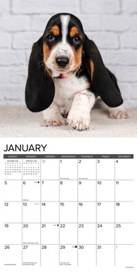 2025 Willow Creek Basset Hound Puppies 12" x 12" Yearly Wall Calendar (41598)