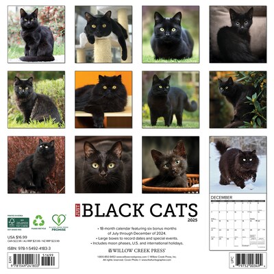 2025 Willow Creek Black Cats 12 x 12 Monthly Wall Calendar (41833)