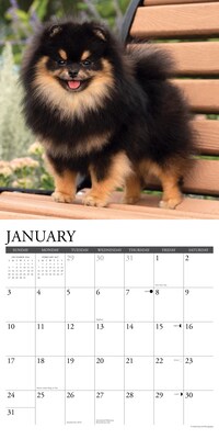 2027 Willow Creek Multi 12" x 12" Monthly Wall Calendar, Assorted Colors (61855)