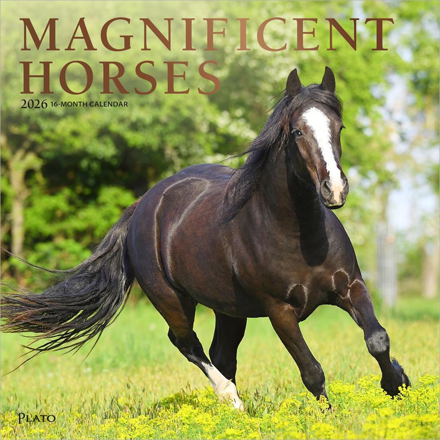 2026 Plato Magnificent Horses 12 x 12 Monthly Wall Calendar (9798330706846)