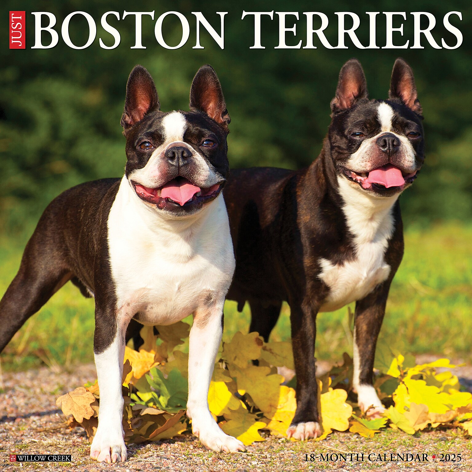 2025 Willow Creek Boston Terriers 12 x 12 Monthly Wall Calendar, Multicolor (41925)