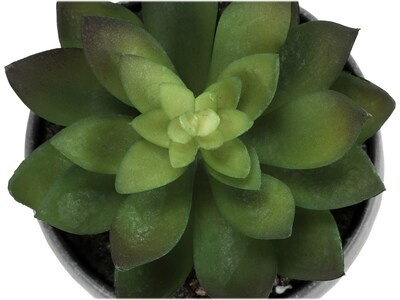 Monarch Specialties Inc. Succulents in Pots, 3/Pack (I 9587)