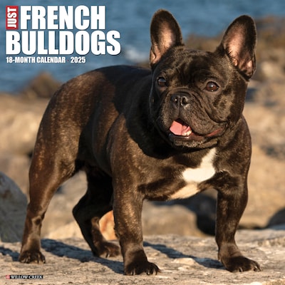 2025 Willow Creek Just French Bulldogs 12 x 12 Monthly Wall Calendar (42953)