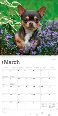 2026 BrownTrout Chihuahuas 12" x 12" Monthly Wall Calendar (9798330702947)