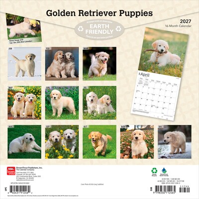 2027 BrownTrout Golden Retriever Puppies 12 x 12 Monthly Wall Calendar (9798330712465)