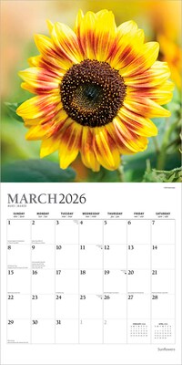 2026 Plato Sunflowers 12" x 12" Monthly Wall Calendar (9798330706655)