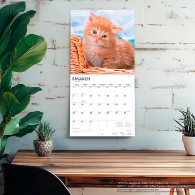 2026 BrownTrout Ginger Cats 12" x 12" Monthly Wall Calendar (9798330703425)