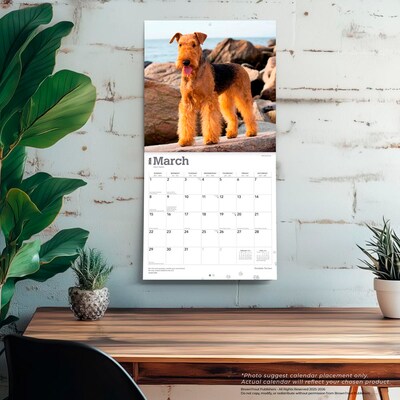 2026 BrownTrout Airedale Terriers 12" x 12" Monthly Wall Calendar (9798330702015)