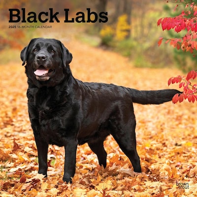 2025 BrownTrout Black Labrador Retrievers 12 x 24 Monthly Square Wall Calendar, (9781975477349)
