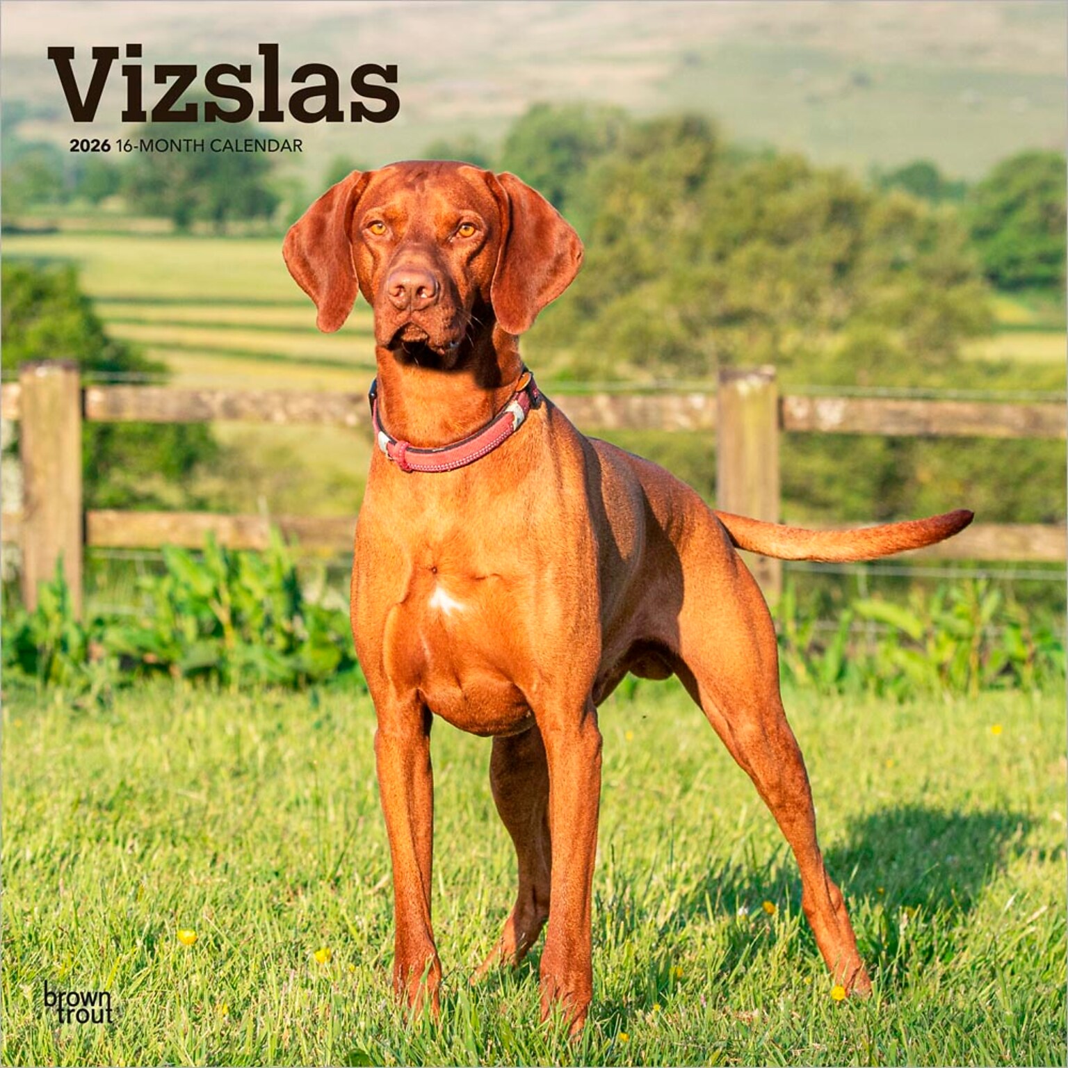 2026 BrownTrout Vizslas 12 x 12 Monthly Wall Calendar (9798330706167)