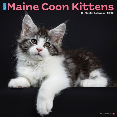 2027 Willow Creek Maine Coon Kittens 12 x 12 Monthly Wall Calendar, Assorted Colors (61138)