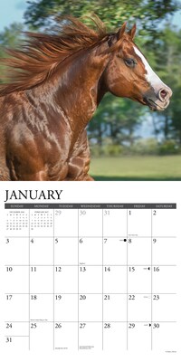 2027 Willow Creek American Quarter Horses 12" x 12" Monthly Wall Calendar, Assorted Colors (58763)