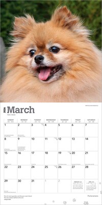 2026 BrownTrout Pomeranians 12" x 12" Monthly Wall Calendar (9798330705153)
