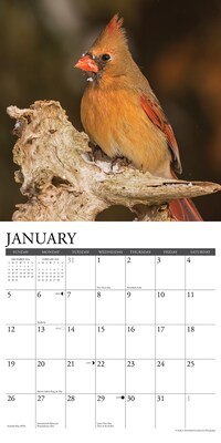 2025 Willow Creek Cardinals 12" x 12" Monthly Wall Calendar (42151)
